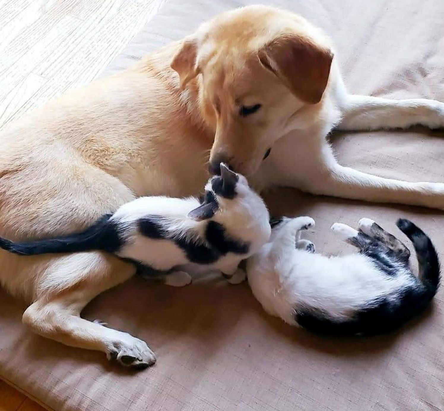Tesla and Einstein